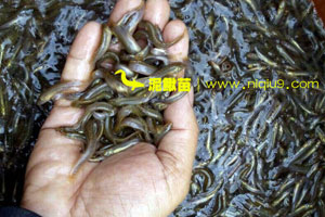 广东泥鳅苗多少钱一斤？