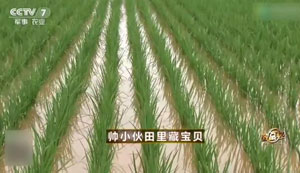 CCTV7农业频道/致富经-稻田泥鳅养殖赚钱新思路
