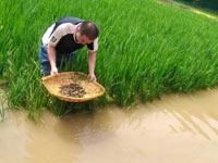 稻田泥鳅养殖技术方法详细篇