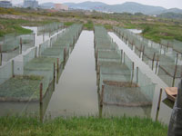 网箱养殖泥鳅利润和成本
