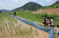 稻田养泥鳅一亩地利润