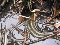泥鳅黄鳝养殖技术方法