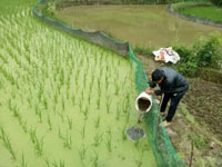 稻田泥鳅养殖技术方法