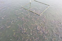 湖北有哪些泥鳅养殖基地